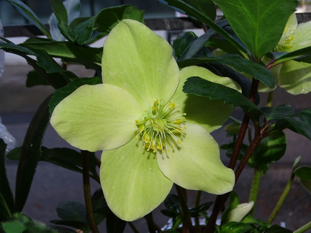 Weiße Blüte einer Christrose mit gelben Staubgefäßen in Nahaufnahme