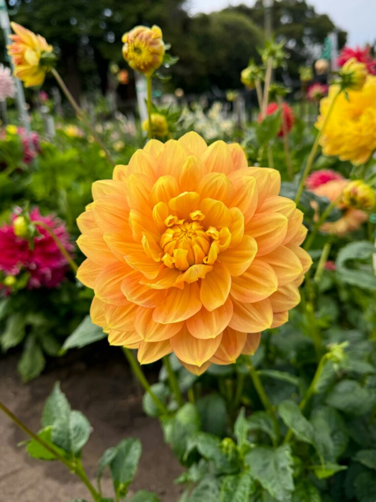 Orange blühende Dahlie im Gartenbeet vor dem Dahlien überwintern