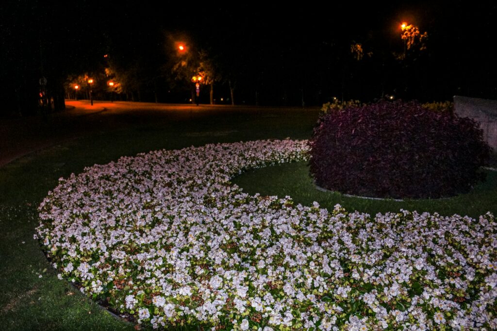 Weiß blühendes Beet bei Nacht – Gartenbeleuchtung sparsam einsetzen für Nachtfalter