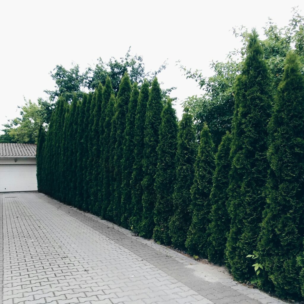 Hohe, dichte Sichtschutzhecke entlang einer gepflasterten Einfahrt