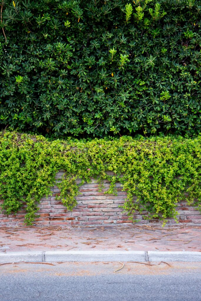 Üppige grüne Hecke über einer efeubewachsenen Mauer an einem Gehweg – Hecke pflanzen als Grundstücksgrenze