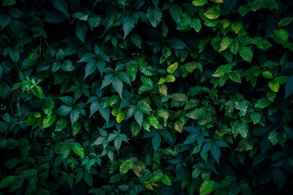Dichtes, dunkelgrünes Laub als Nahaufnahme – so blickdicht wird eine Hecke aus Hainbuche