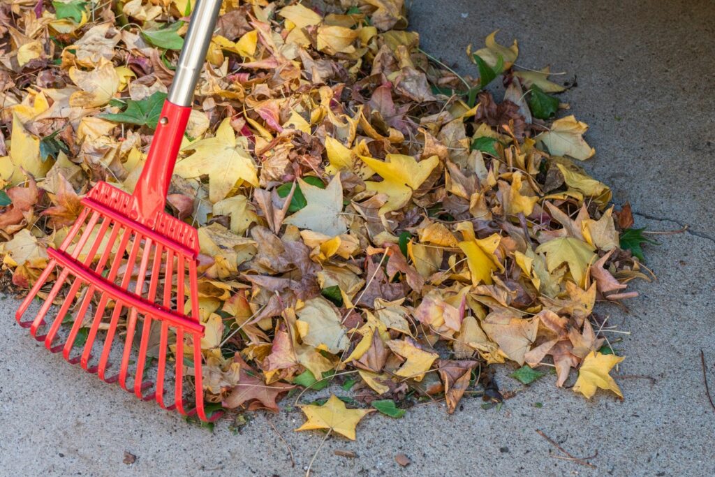Roter Rechen auf einem Haufen Herbstlaub als Mulch für das Hochbeet im Winter