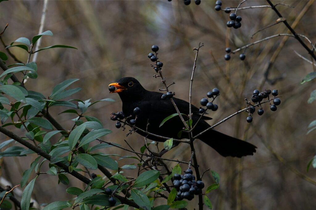 Amsel frisst Beeren von einem Strauch – vogelfreundliche Sträucher liefern Futter bis in den Winter