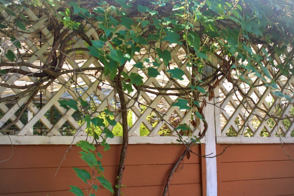 Kletterpflanze rankt an einem weißen Rankgitter, lebender Balkon Sichtschutz
