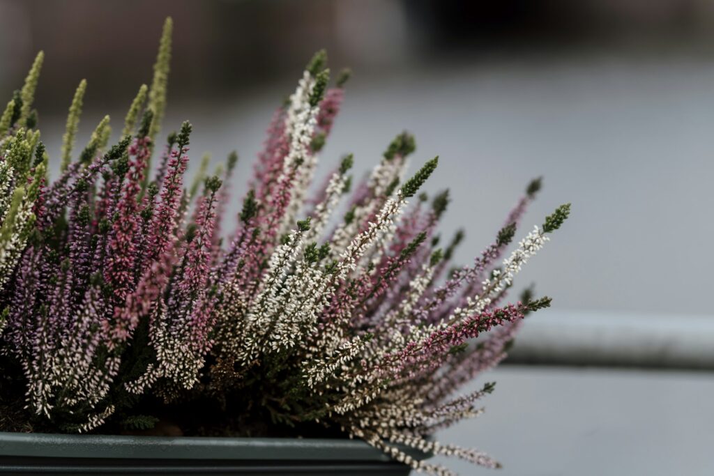 Rosa und weiße Heide im Topf