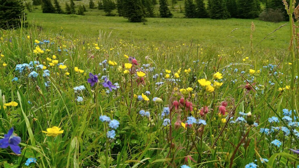 Blühende Wildblumenwiese
