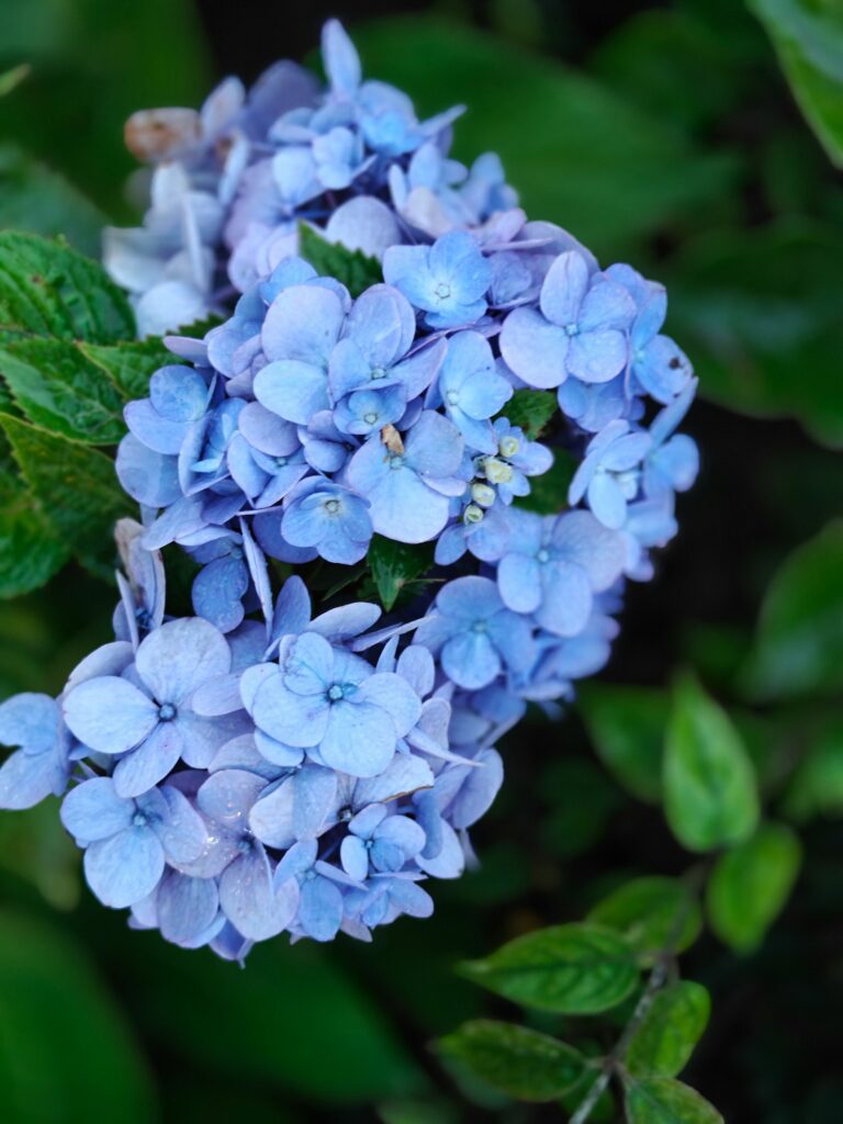 Blaue Hortensienblüten im Garten – blaue Farbe zeigt einen sauren Boden pH Wert an