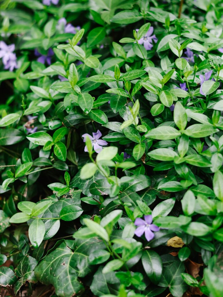 Kleines Immergrün mit violetten Blüten zwischen dichtem Laub – robuster Bodendecker immergrün für den Gehölzrand
