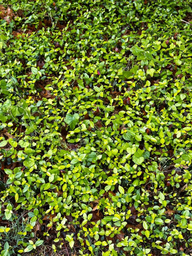 Geschlossener Teppich aus kleinen grünen Blättern – so dicht werden immergrüne Bodendecker nach zwei bis drei Jahren