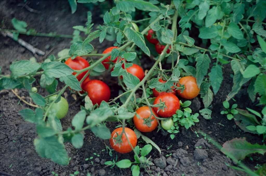 Tomatenpflanze mit Früchten, gedüngt mit verdünnter Brennnesseljauche
