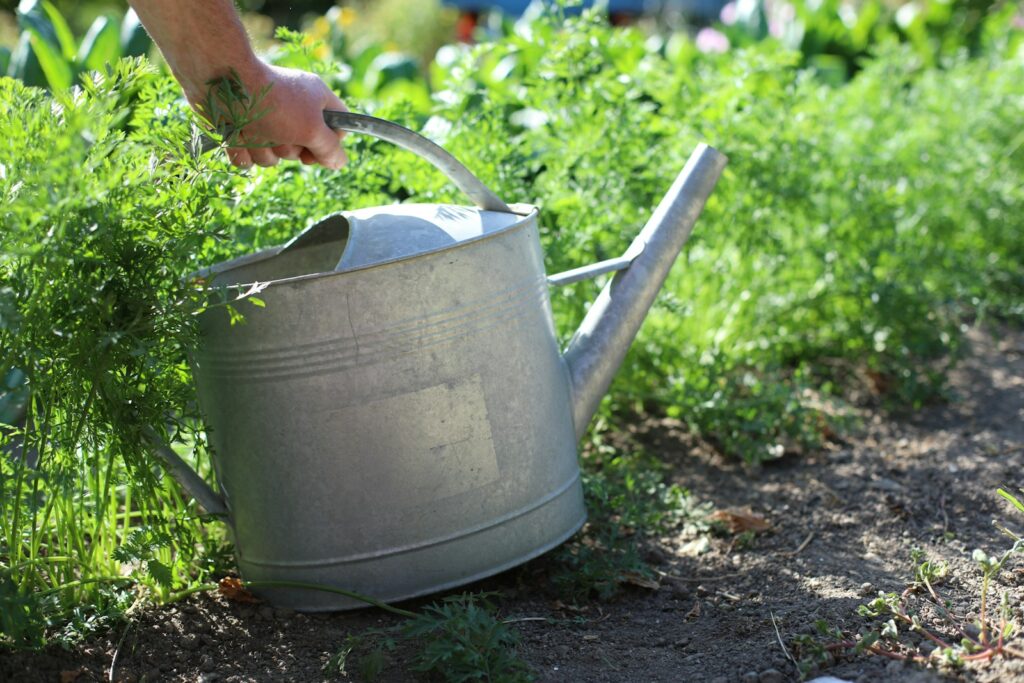 Hand hält eine Gießkanne im Gemüsegarten zum Ausbringen von Brennnesseljauche