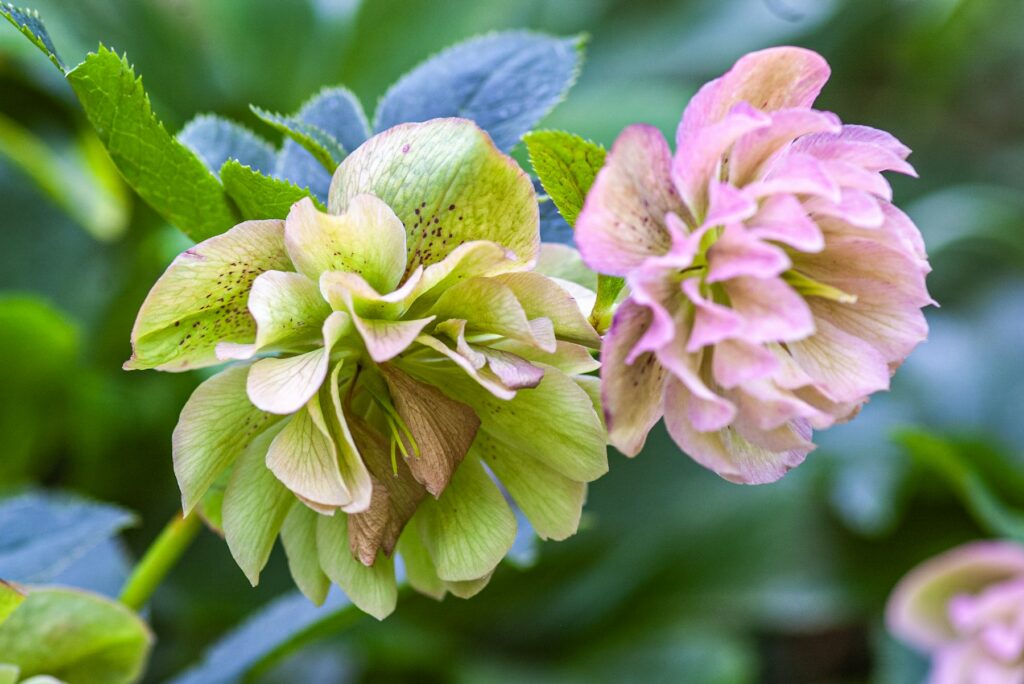 Blühende Christrosen