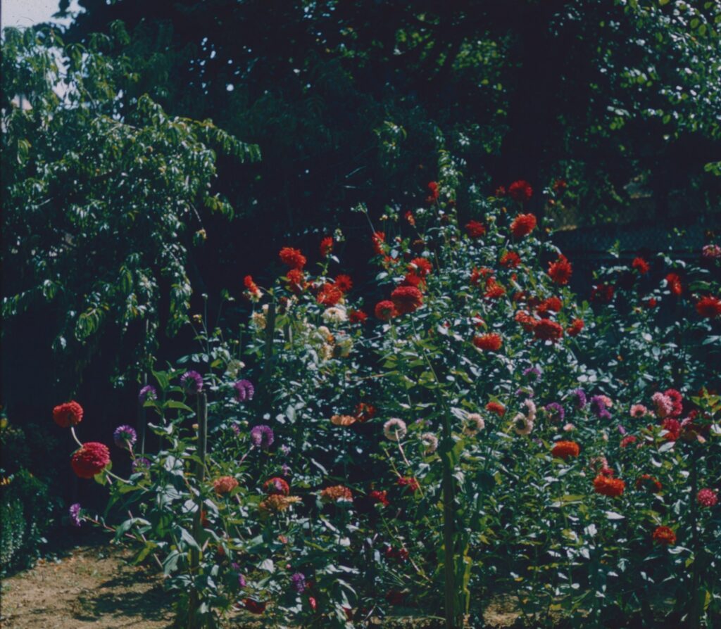 Rote und violette Dahlien im Garten