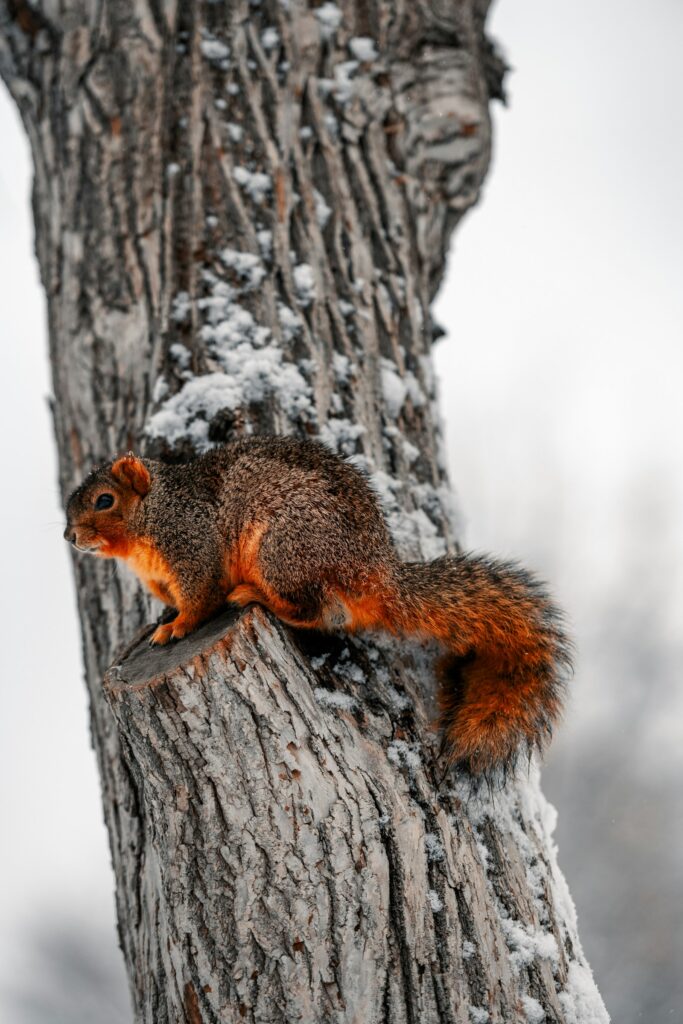 Eichhörnchen klettert an einem verschneiten Baumstamm – statt Winterschlaf hält es nur Winterruhe