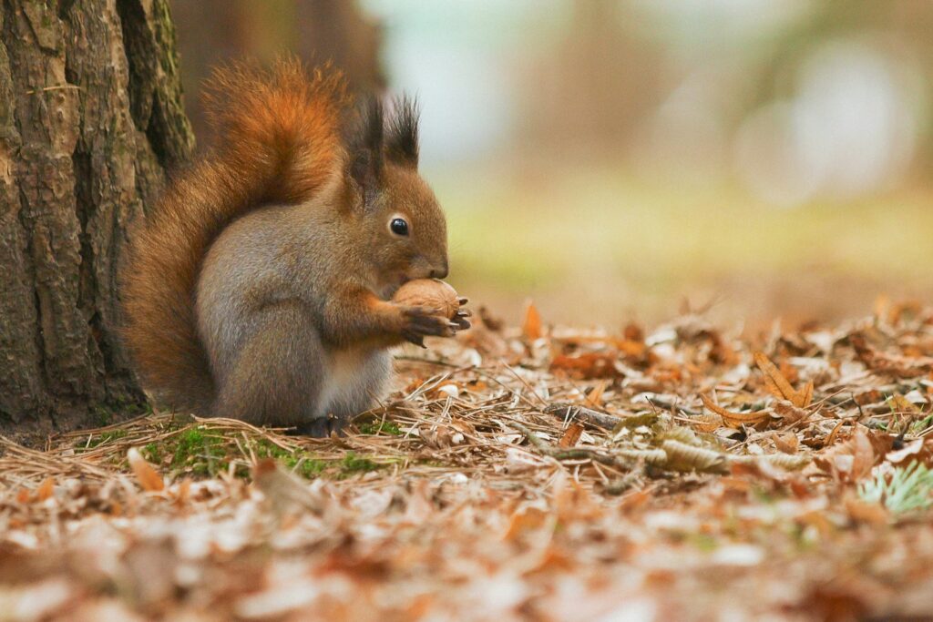 Eichhörnchen im trockenen Herbstlaub – vor der Winterruhe legt es Tausende Nussverstecke an