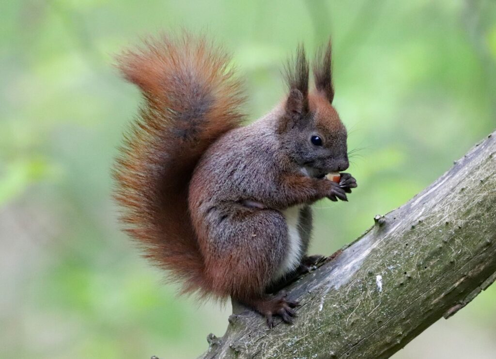 Eichhörnchen frisst auf einem Ast eine Nuss – passendes Futter hilft dem Eichhörnchen im Winter