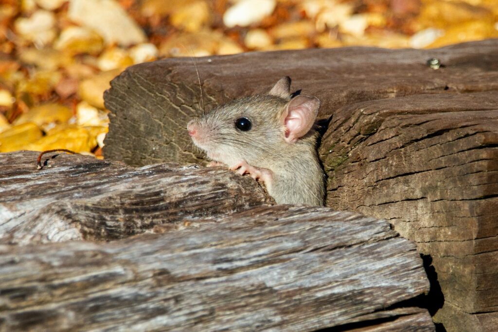 Maus schaut aus einem Holzstapel – Mäusekot ist hart und spitz, Fledermaus Kot dagegen bröselig