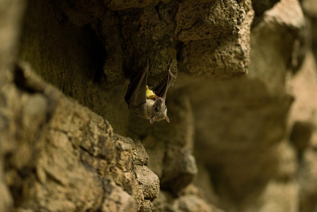 Fledermaus in einer Felsspalte – Spaltenquartiere an Gebäuden sind gesetzlich geschützt