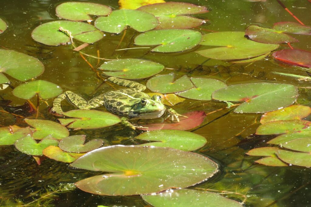 Grüner Frosch schwimmt zwischen Seerosenblättern in einem Teich