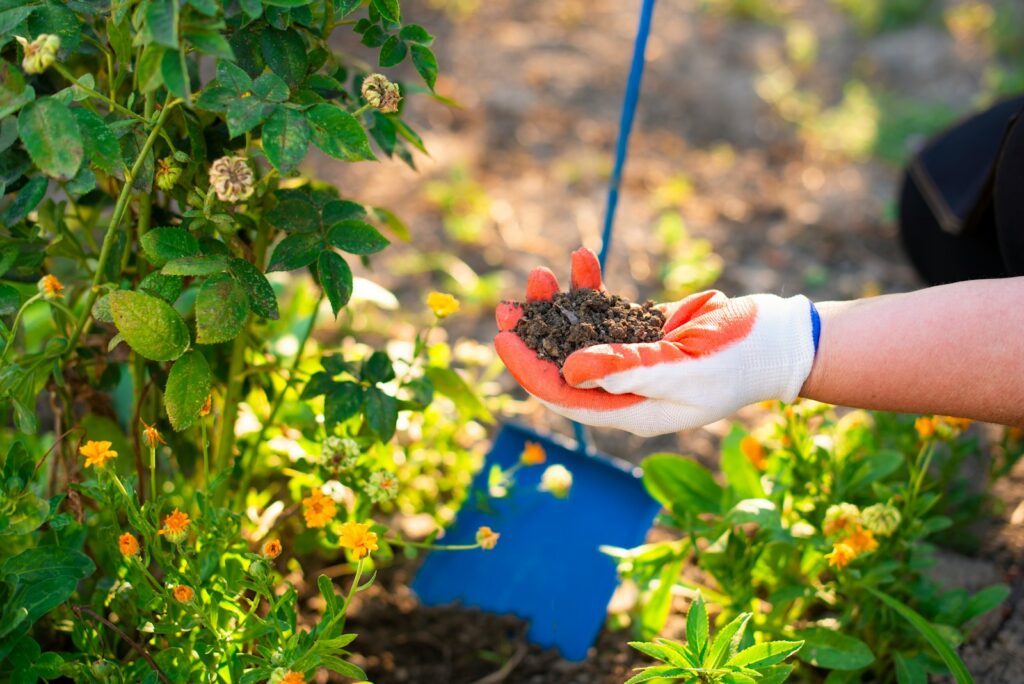 Hand hält lockere, dunkle Gartenerde nach dem Abdecken gegen Giersch