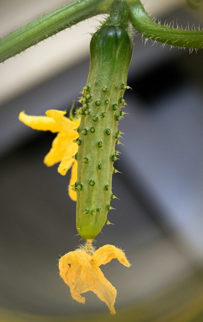 Junge Gurke mit gelben Blüten an der Ranke einige Wochen nach dem Gurken pflanzen