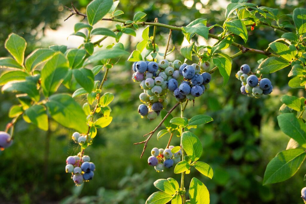 Traube blauer Heidelbeeren an einem Zweig – Fruchtholz, das du beim Heidelbeeren schneiden schonst