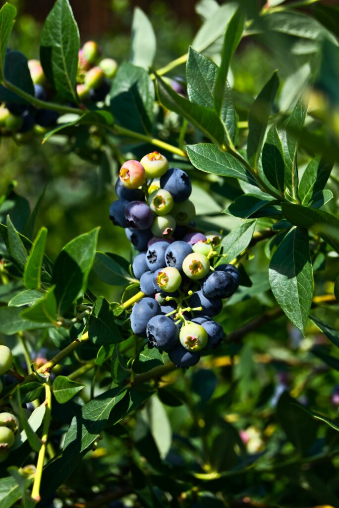 Grüne und blaue Heidelbeeren reifen nebeneinander an einem gut geschnittenen Strauch