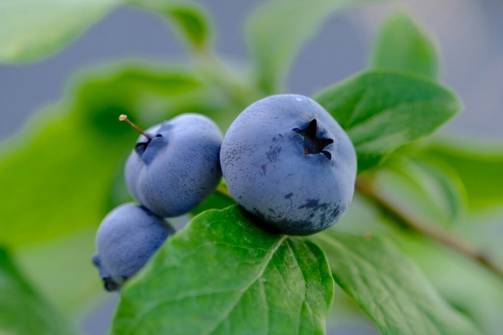 Reife Heidelbeeren an einem Zweig nach dem Heidelbeeren schneiden im Spätwinter