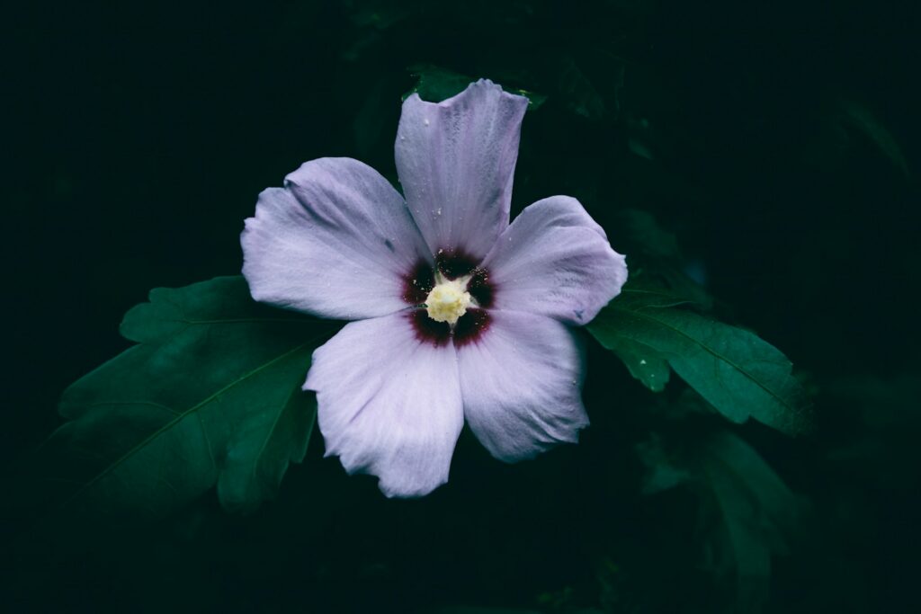Einzelne zartlila Blüte eines Garteneibischs mit dunklem Laub – Hibiskus schneiden fördert neue Blütentriebe