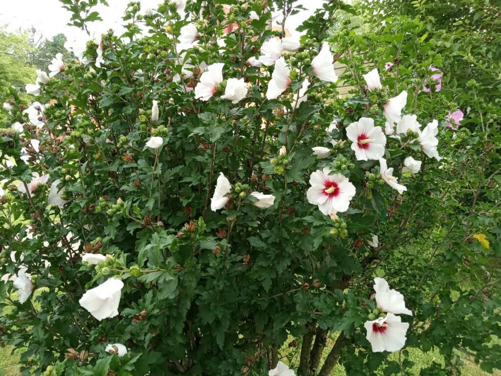 Garteneibisch mit weißen Blüten und dunkelroter Mitte im Sommergarten – nach dem Hibiskus schneiden blüht der Strauch üppig