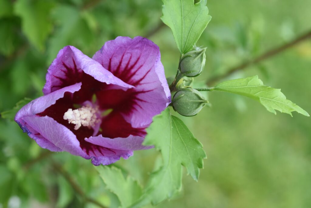 Violette Hibiskusblüte mit zwei Knospen am diesjährigen Trieb nach dem Hibiskus zurückschneiden