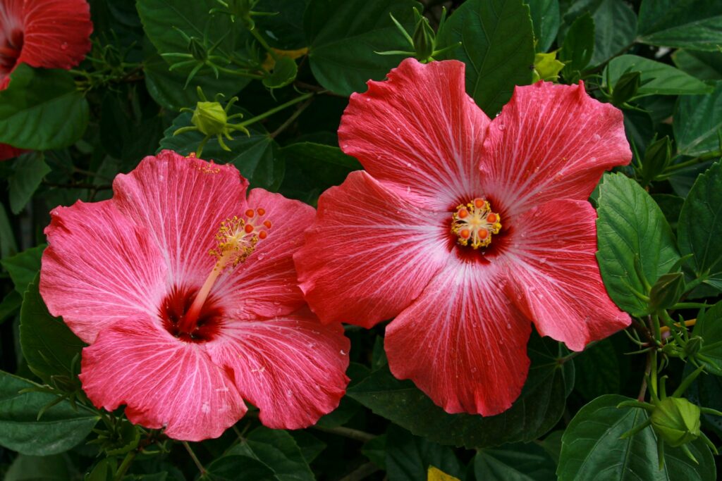 Rote Blüten eines Roseneibischs – auch Zimmerhibiskus schneiden lohnt sich im Spätwinter