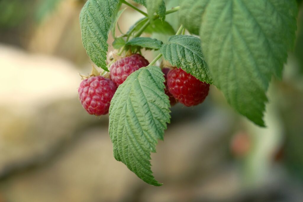 Rote Himbeeren an einem beblätterten Seitentrieb einer zweijährigen Rute