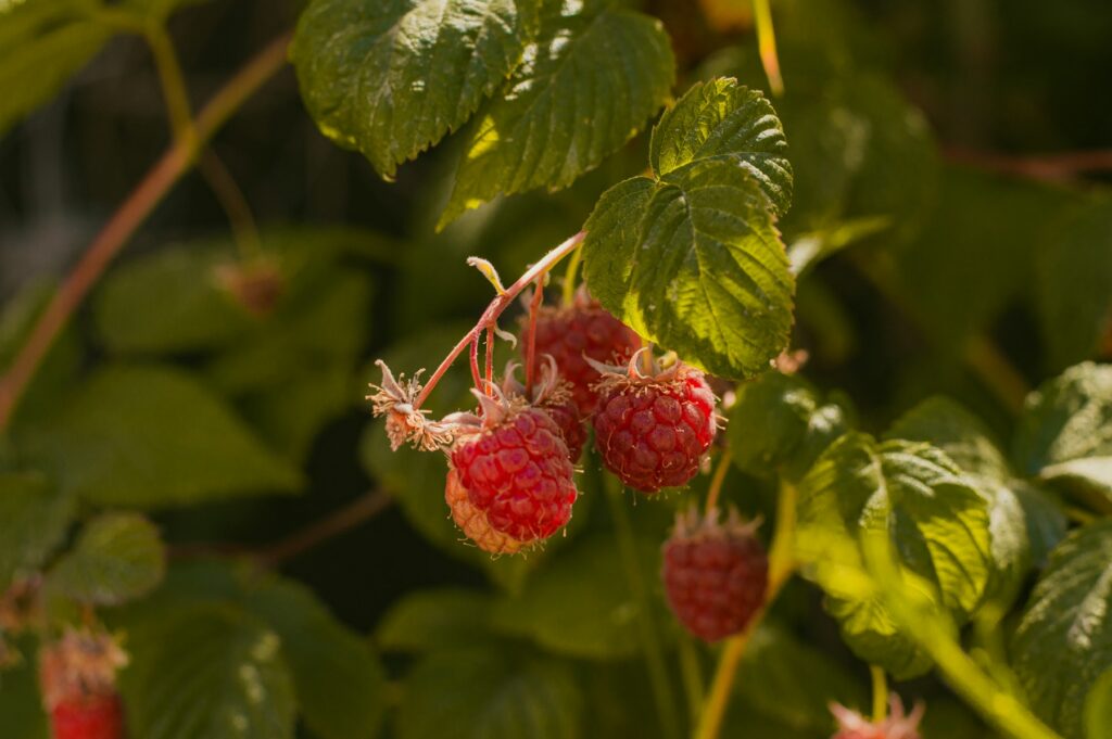 Reife Himbeeren an einem Strauch in der Sonne, gut belichtet durch regelmäßiges Himbeeren schneiden