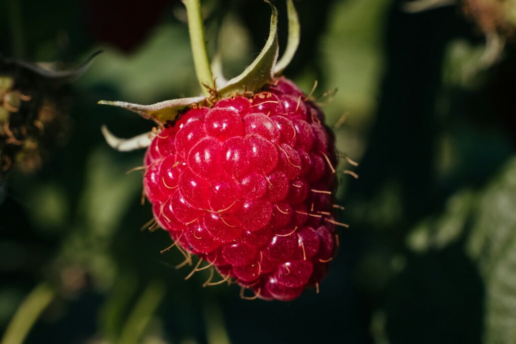 Einzelne reife Himbeere an der Pflanze kurz vor dem Himbeeren schneiden nach der Ernte