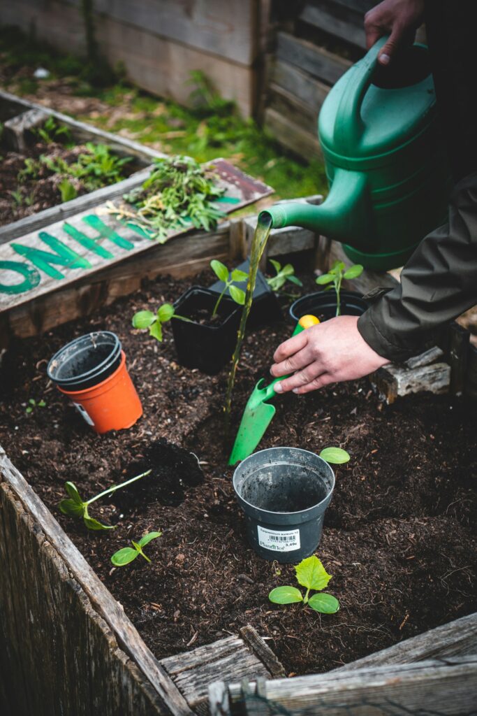 Person setzt Jungpflanzen in ein frisch aufgebautes Hochbeet
