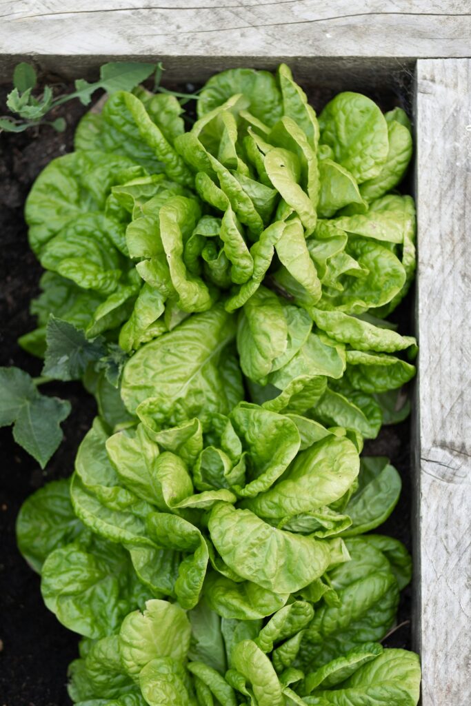 Grüner Salat wächst in einem Hochbeet einige Jahre nach dem Hochbeet befüllen