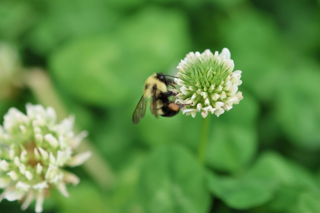 Hummel an einer weißen Kleeblüte im Rasen – Erdhummeln legen ihr Hummelnest oft in alten Mäusegängen an