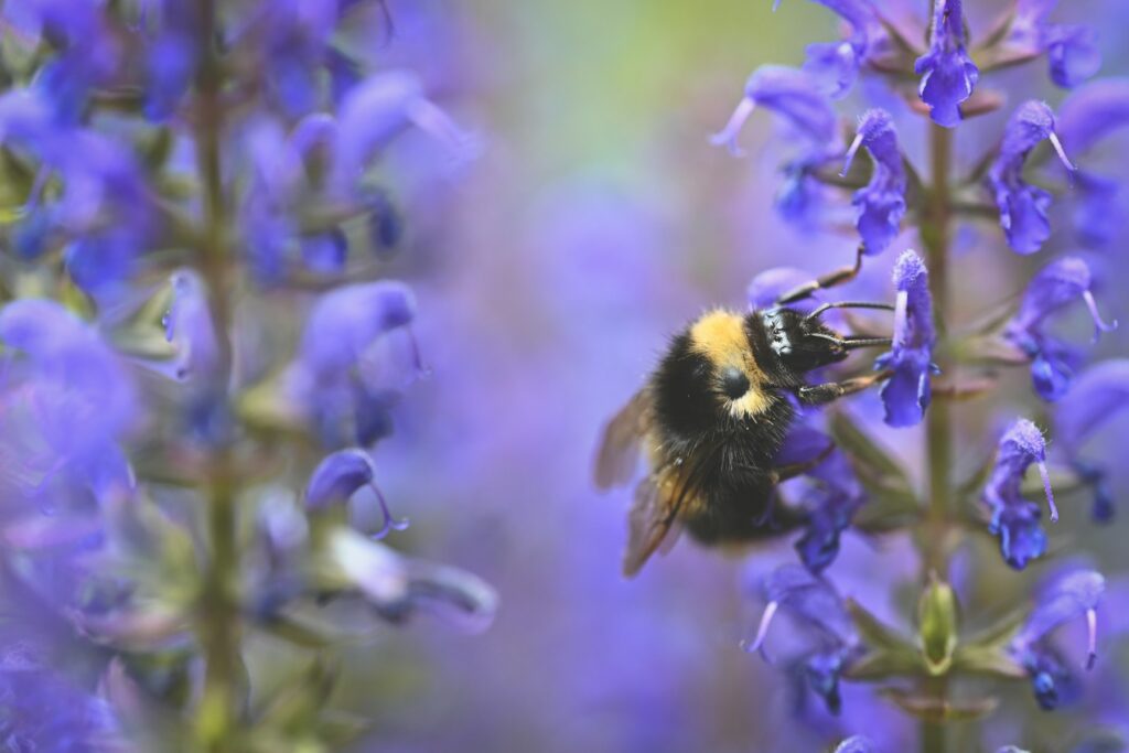 Hummel sammelt Nektar an violetten Blüten im Garten – in der Nähe liegt oft ein Hummelnest