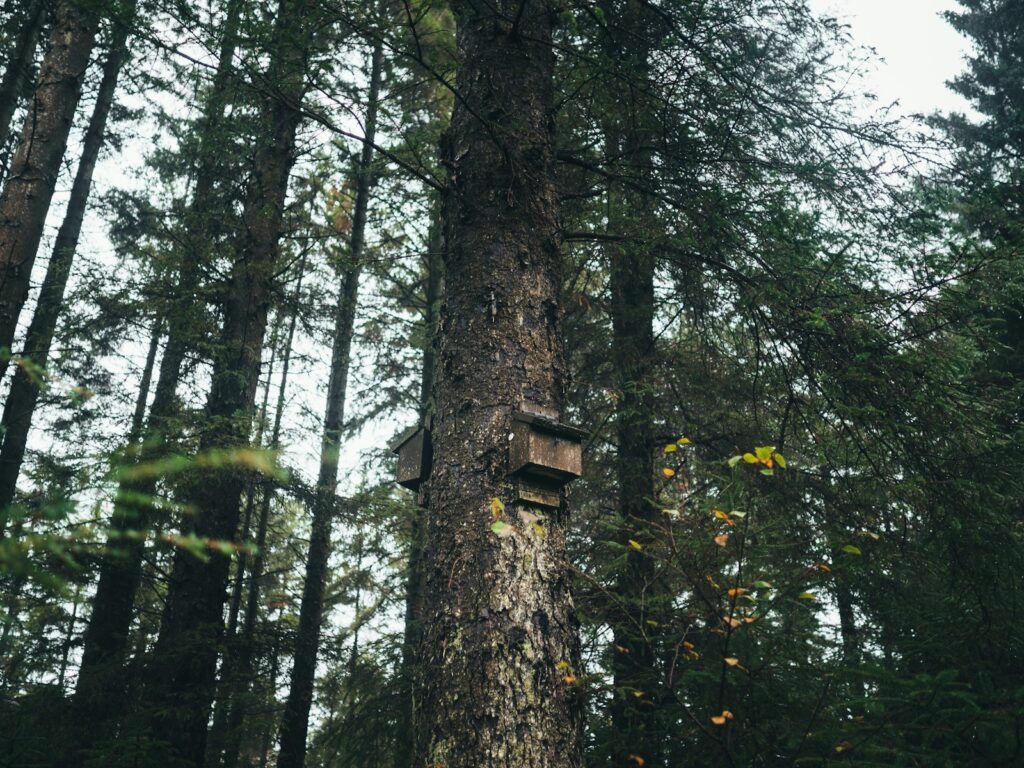 Hölzerner Vogelnistkasten am Baumstamm – Baumhummeln beziehen solche Kästen gern als Hummelnest