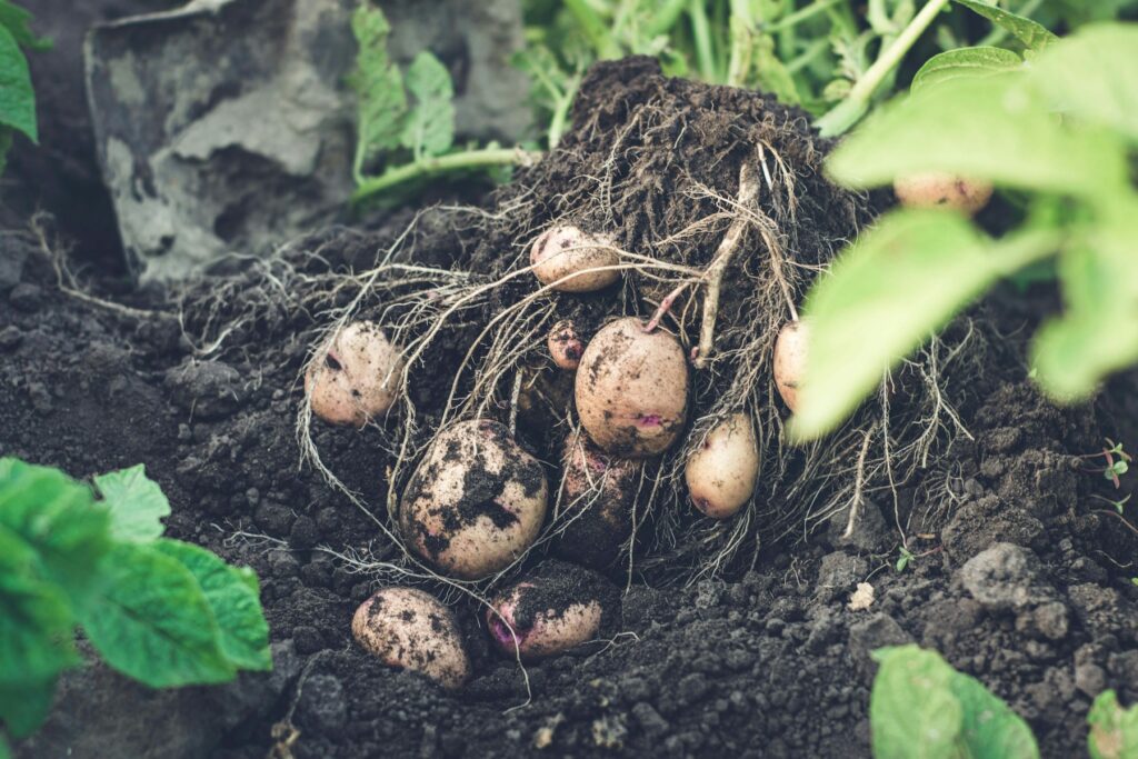 Frisch geerntete Kartoffeln mit Wurzeln auf Gartenerde – der Lohn fürs Kartoffeln anbauen