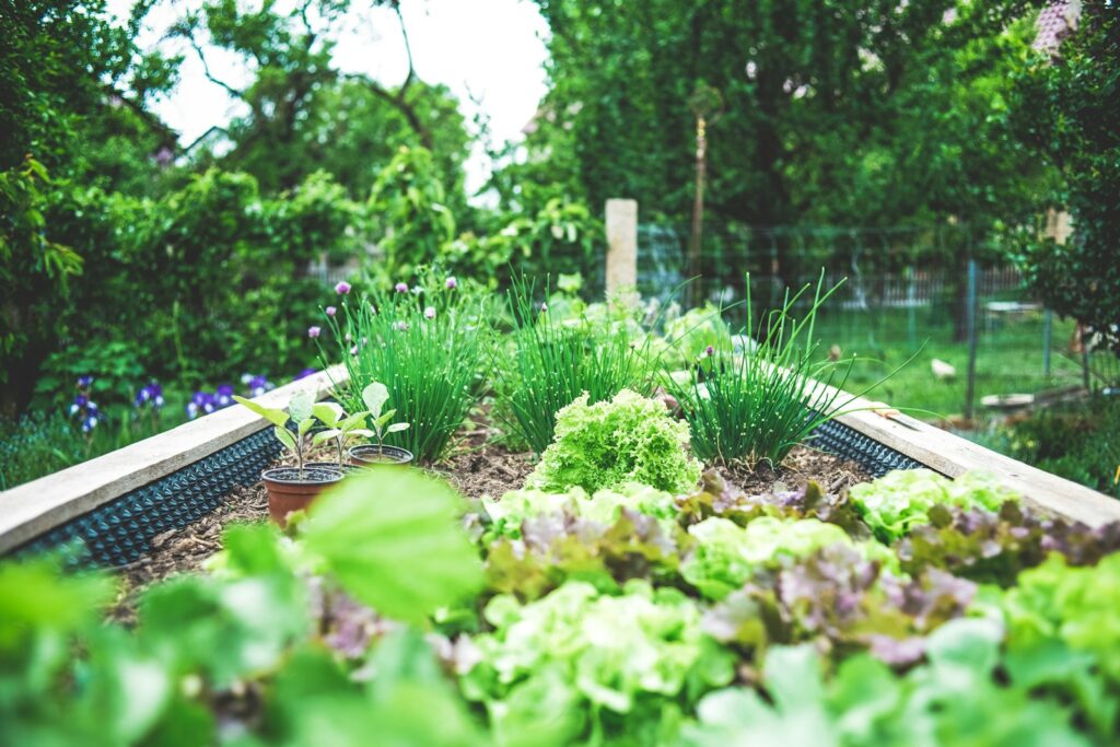 Hochbeet aus Holz mit Salat und Schnittlauch – Platz sparend einen kleinen Garten gestalten