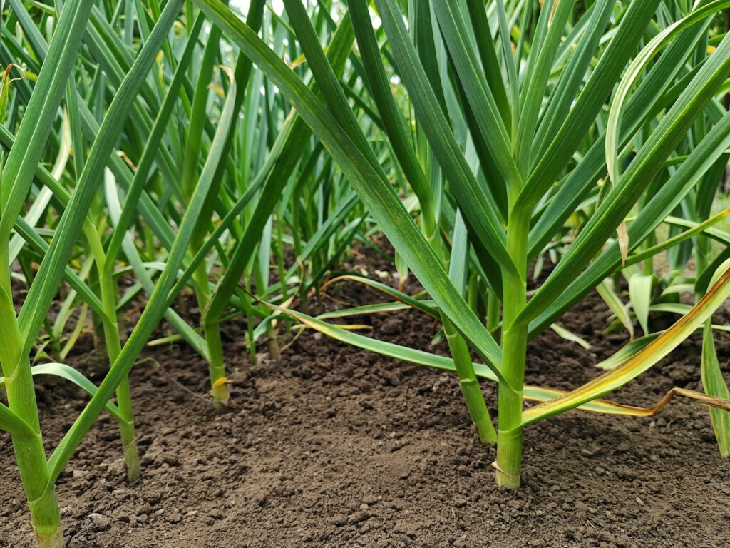 Junge Knoblauchpflanzen in einer Beetreihe einige Monate nach dem Knoblauch pflanzen