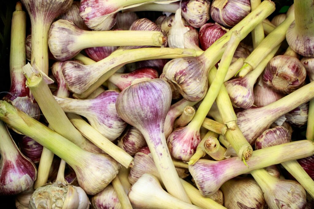 Frisch geernteter Knoblauch mit Blütenstielen und violett-weißen Knollen