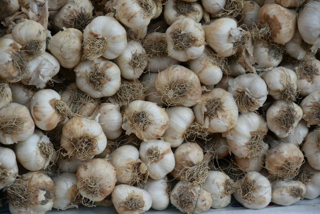 Frisch geerntete Knoblauchknollen mit Wurzeln, bereit zum Trocknen