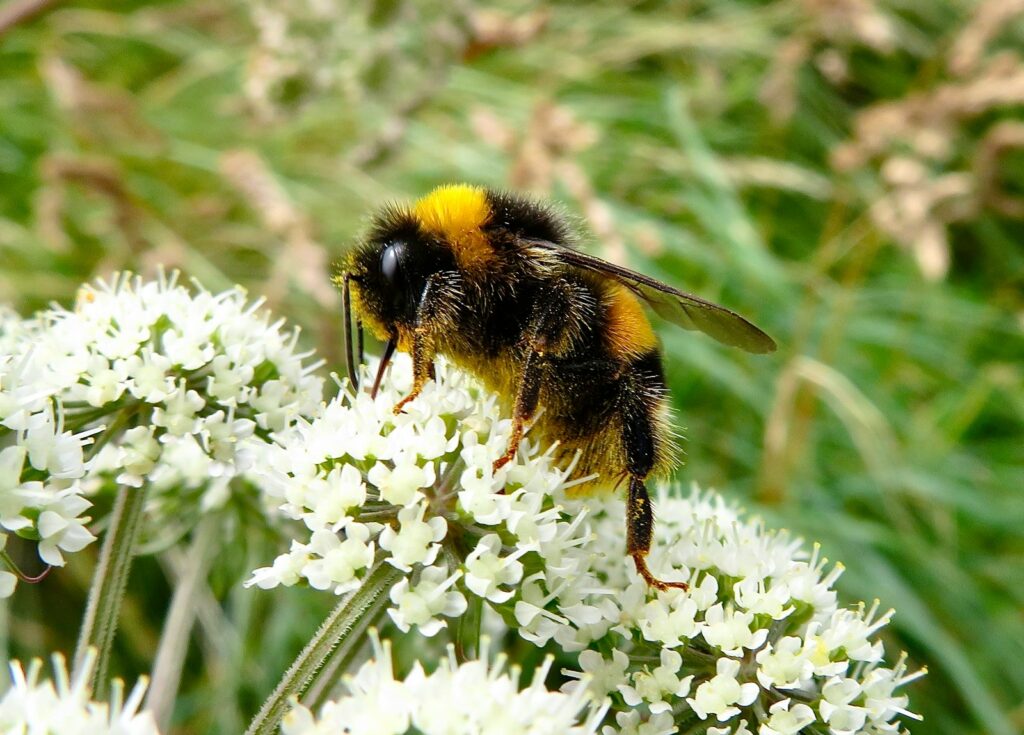 Hummel sammelt Nektar auf einer weißen Doldenblüte – nur weibliche Hummeln können stechen