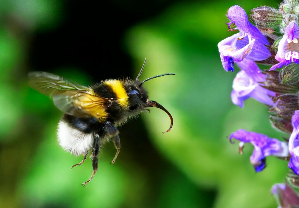 Erdhummel im Flug vor violetten Blüten – können Hummeln stechen, wenn sie so nah kommen?