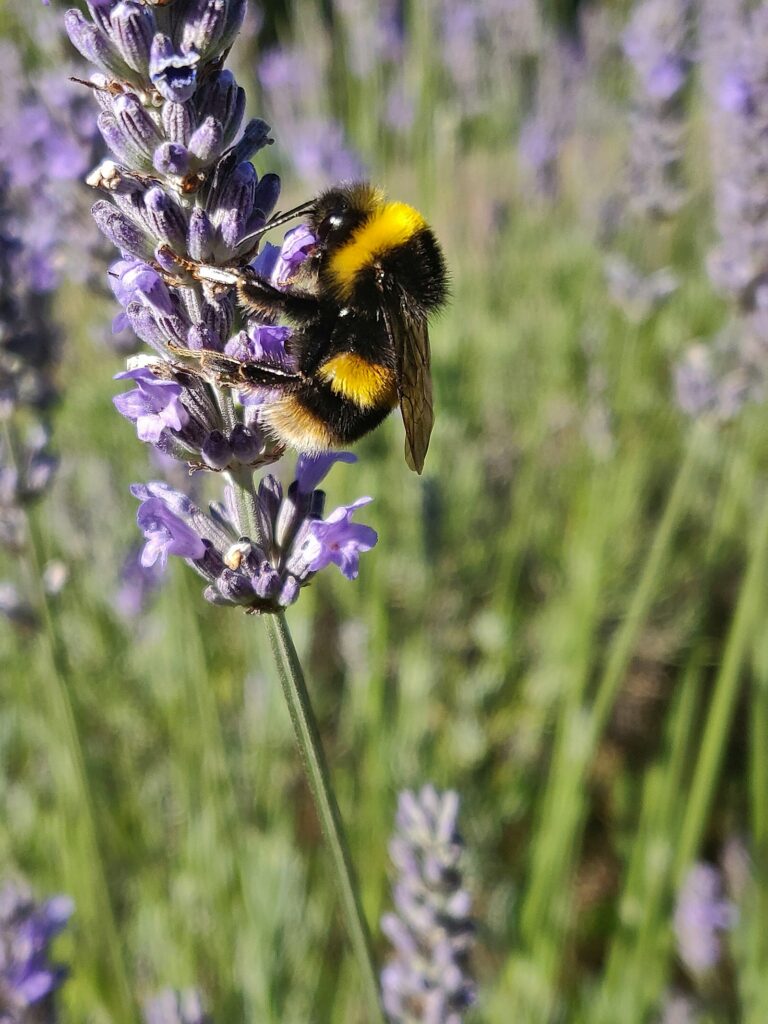 Hummel auf Lavendelblüte – beim Blütenbesuch stechen Hummeln praktisch nie