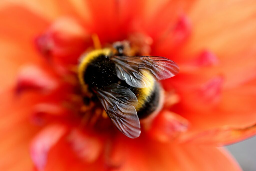 Hummel mit Pollen auf einer roten Blüte im Garten